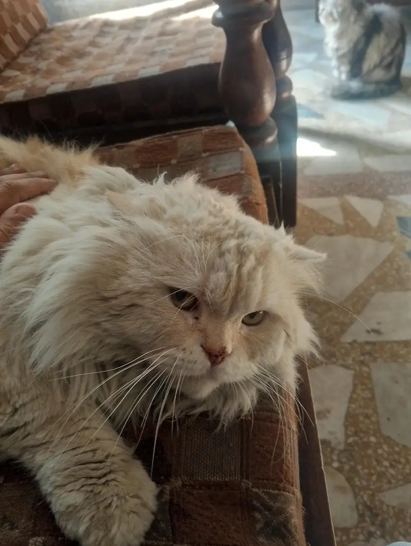 home cats — photo 5