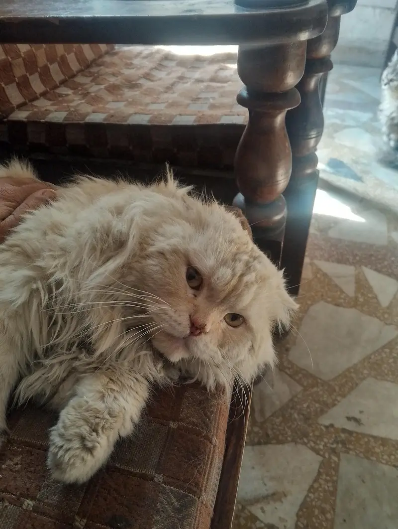 home cats — photo 6
