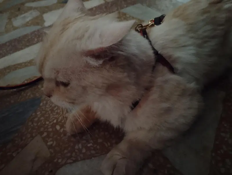 home cats — photo 8