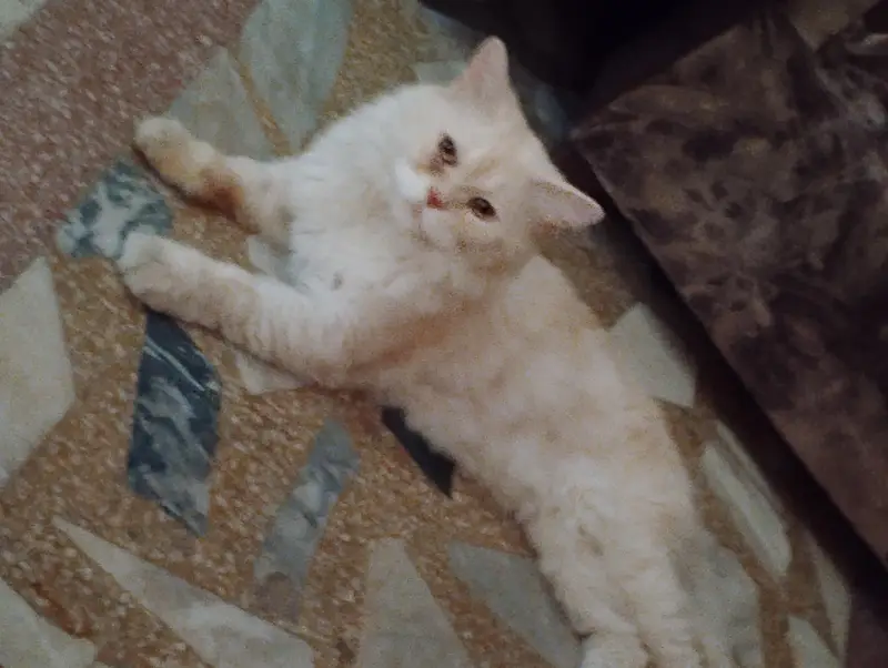 home cats — photo 11