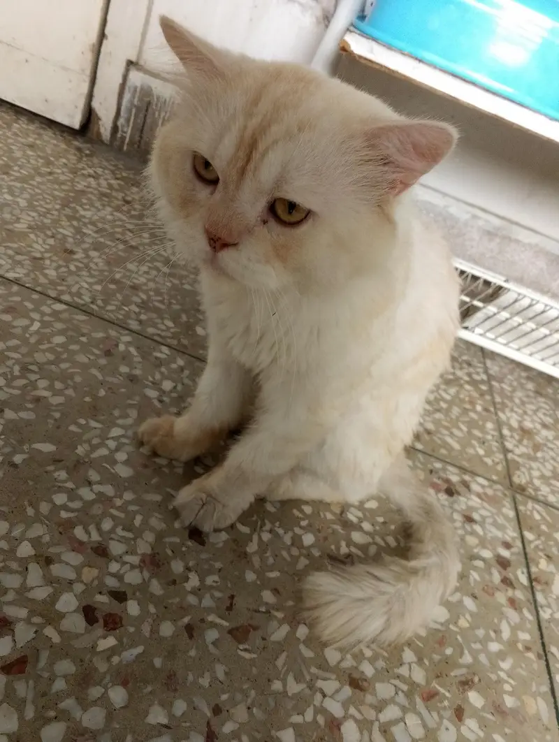 home cats — photo 12
