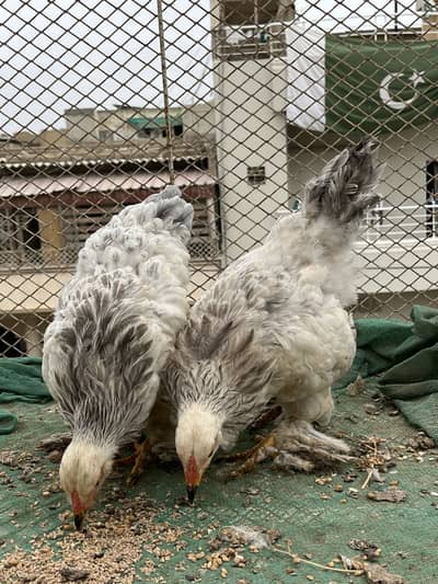 Light Columbian Brahma Blue Brahma