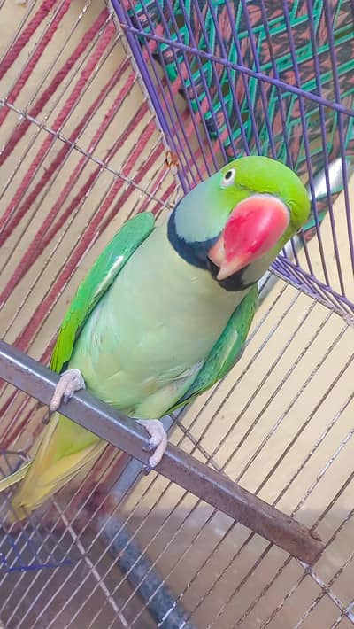 Raw Parrot For Sale