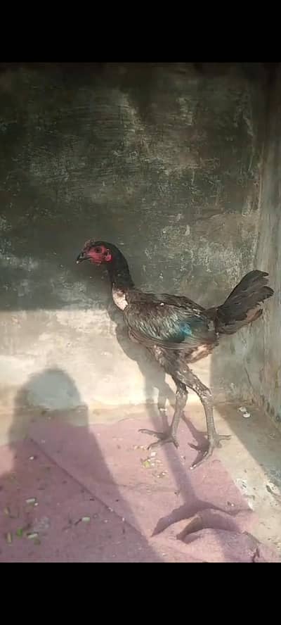 Thai Pakoye patha pathi pair for sale