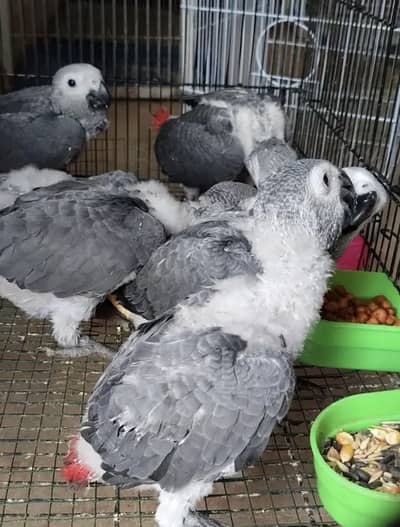 GREY PARROT CONGO SIZE CHICKS AVAILABLE