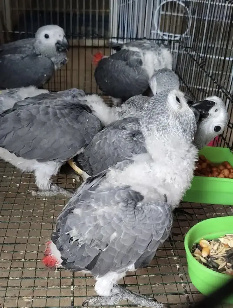 GREY PARROT CONGO SIZE CHICKS AVAILABLE — photo 2
