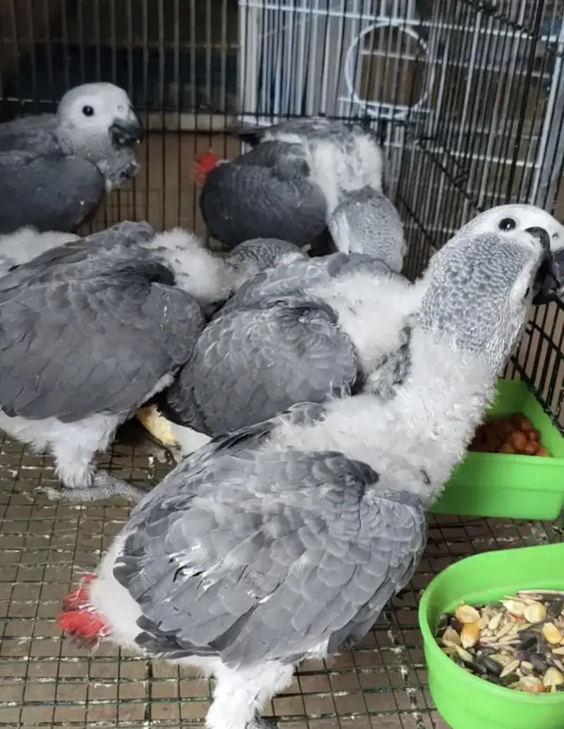 GREY PARROT CONGO SIZE CHICKS AVAILABLE — photo 3