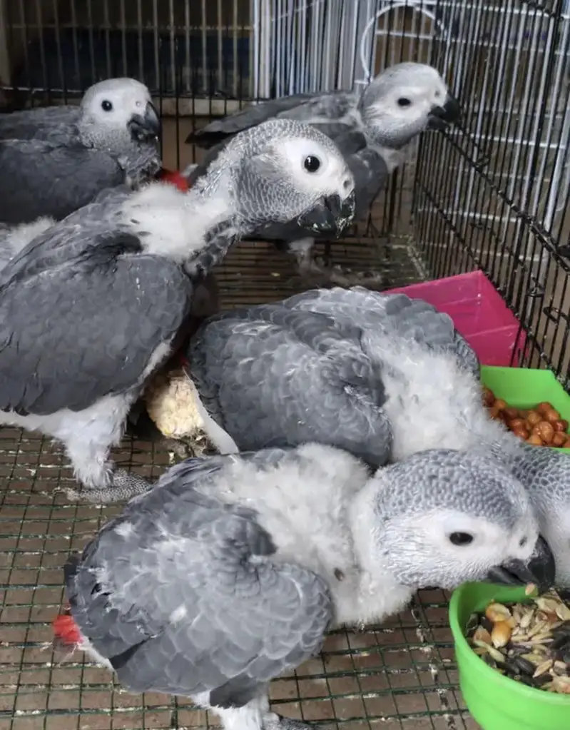 GREY PARROT CONGO SIZE CHICKS AVAILABLE — photo 4