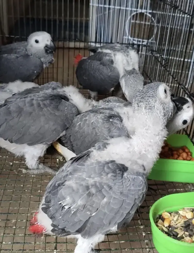 GREY PARROT CONGO SIZE CHICKS AVAILABLE — photo 5