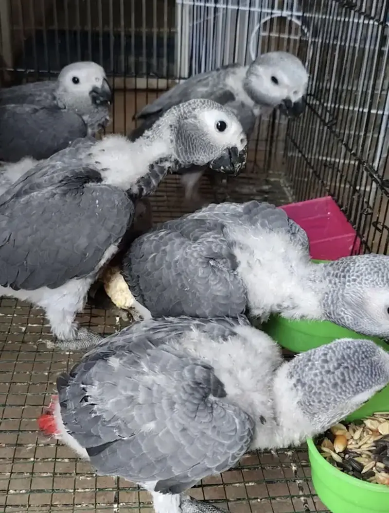 GREY PARROT CONGO SIZE CHICKS AVAILABLE — photo 6