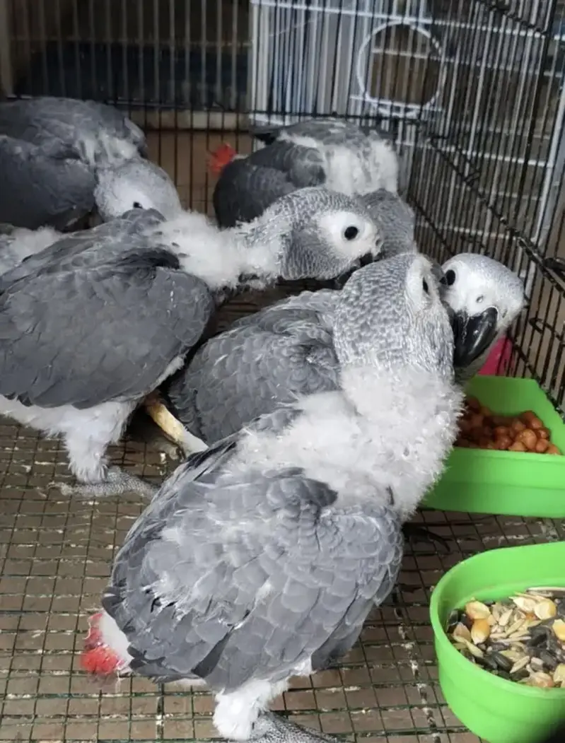 GREY PARROT CONGO SIZE CHICKS AVAILABLE — photo 7