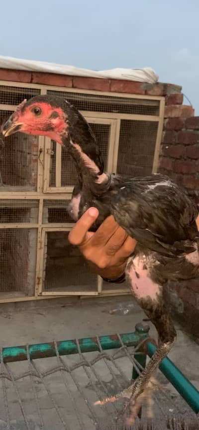 Aseel Thai pakoye pair