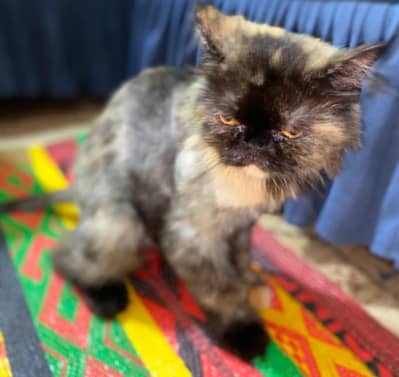 punch face female cat