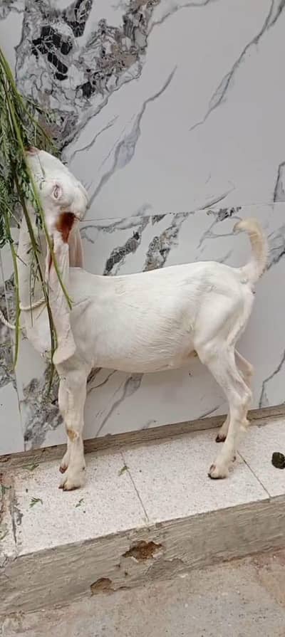 gulabi kapla female age 3.5 month 03112615821
