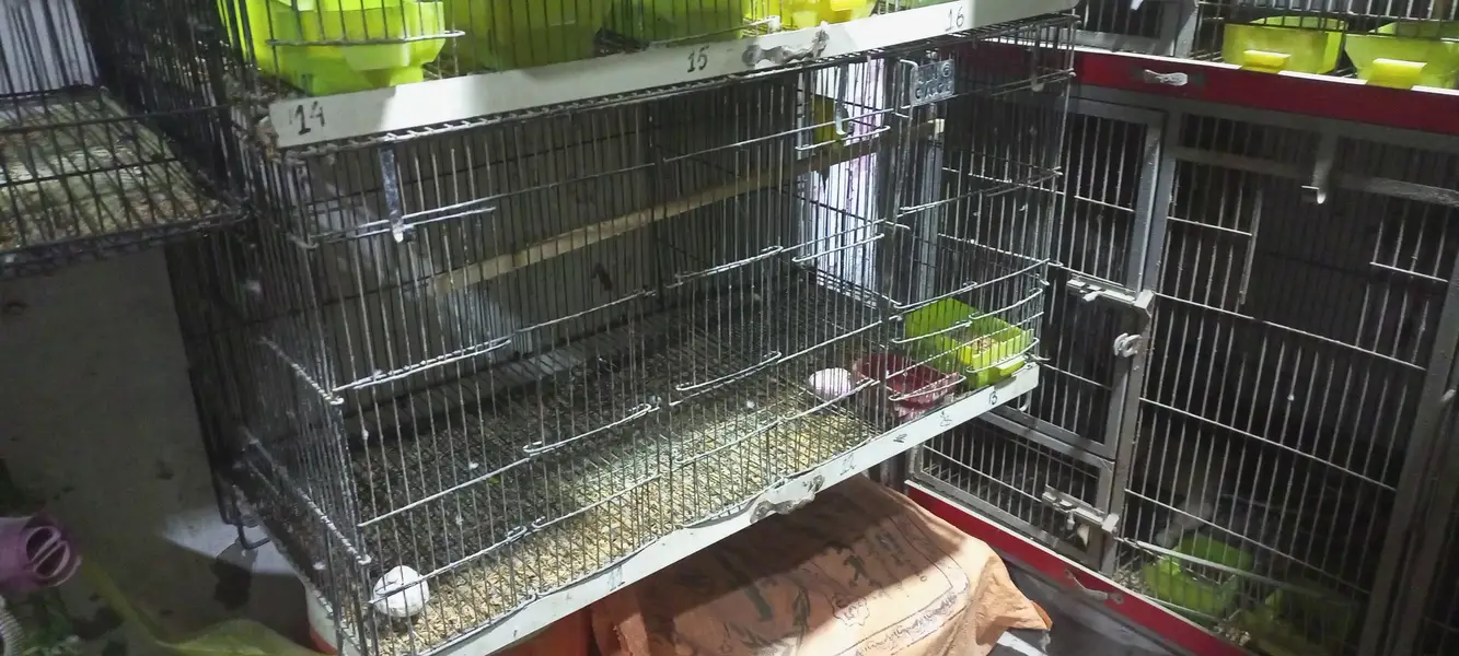 folding cages 3/2/2 or boxes available ha — photo 3