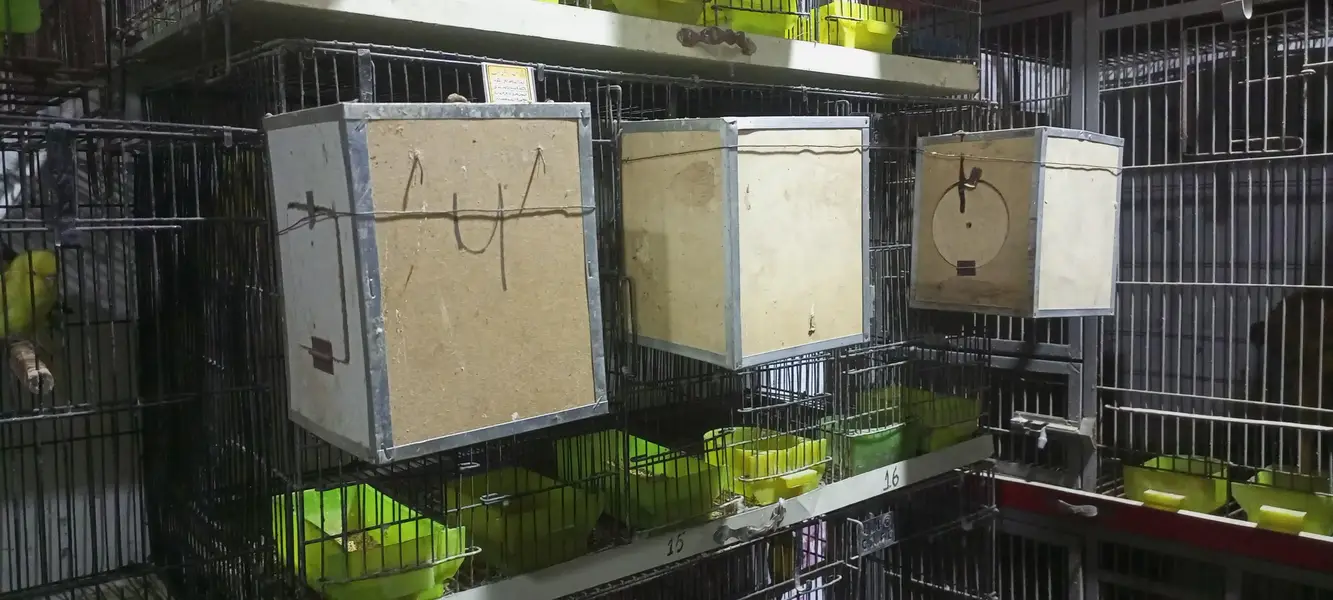 folding cages 3/2/2 or boxes available ha — photo 5