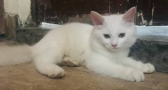 Urgent Sale: White Persian Kitten Male - Active & Friendly