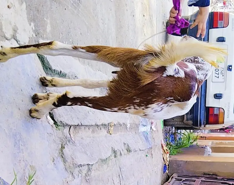 Bakri fo sale — photo 3
