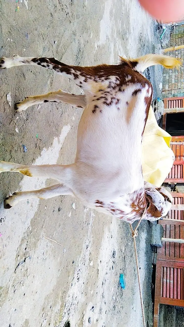 Bakri fo sale — photo 4