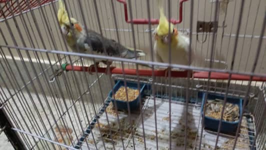 Cockatiel Pair for Sale