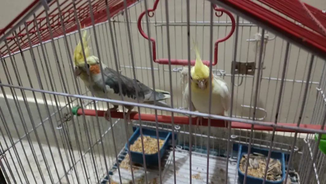 Cockatiel Pair for Sale — photo 3