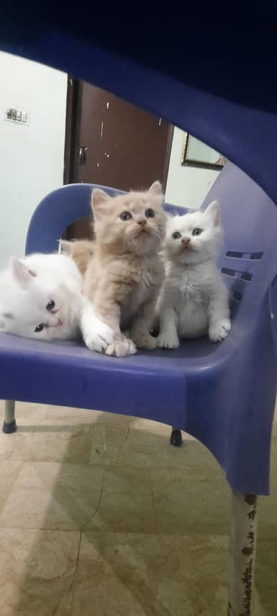 PERSIAN KITTENS FOR SALE (03102044458)