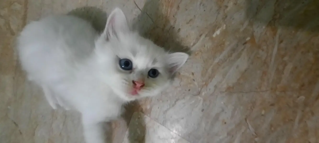 PERSIAN KITTENS FOR SALE (03102044458) — photo 2