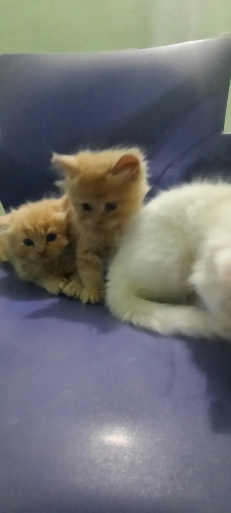 PERSIAN KITTENS FOR SALE (03102044458) — photo 3