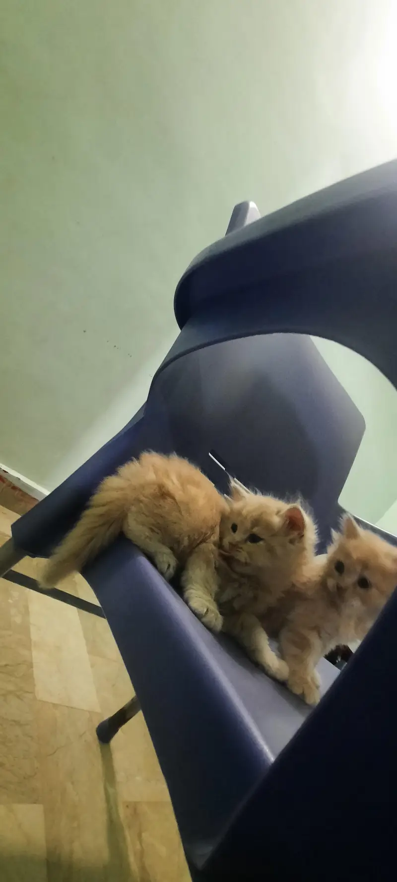 PERSIAN KITTENS FOR SALE (03102044458) — photo 4