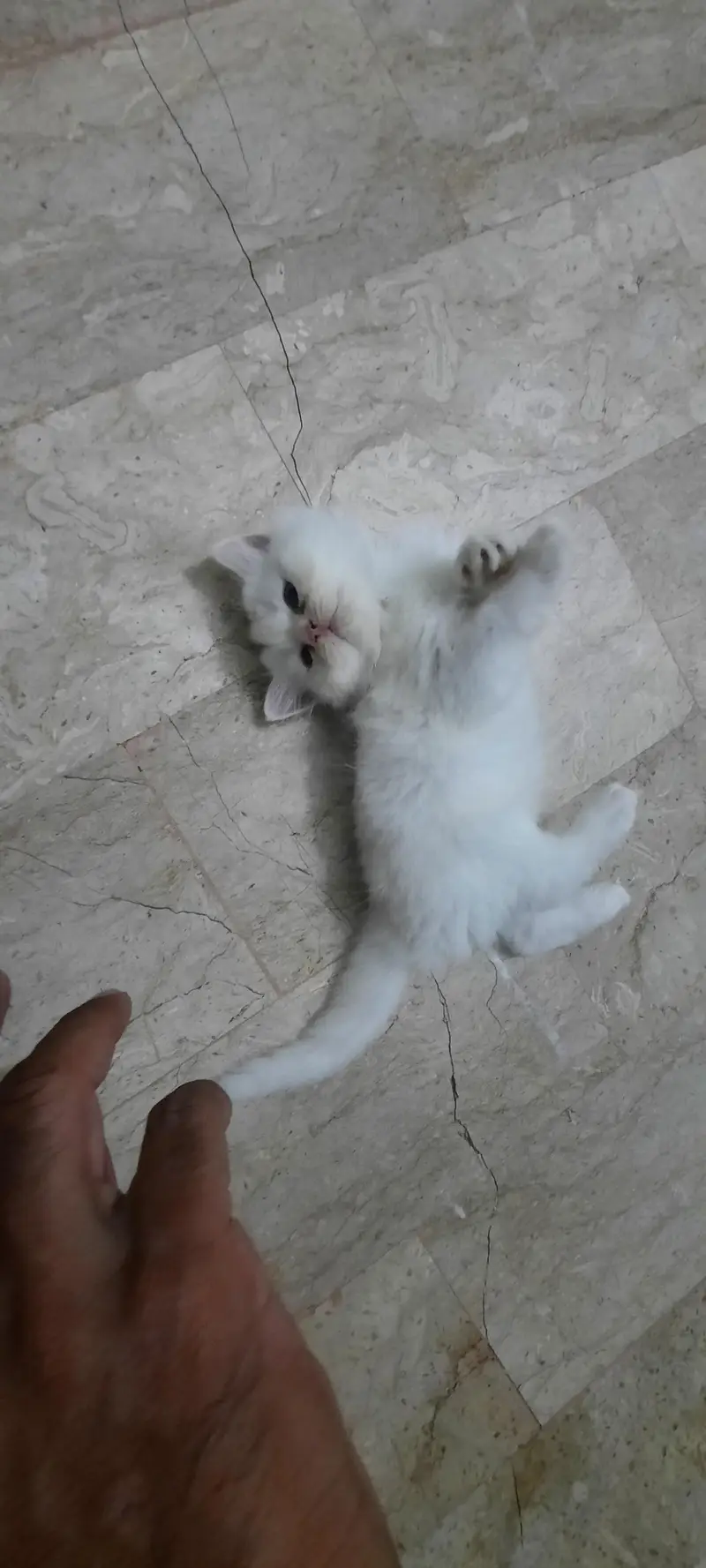 PERSIAN KITTENS FOR SALE (03102044458) — photo 5