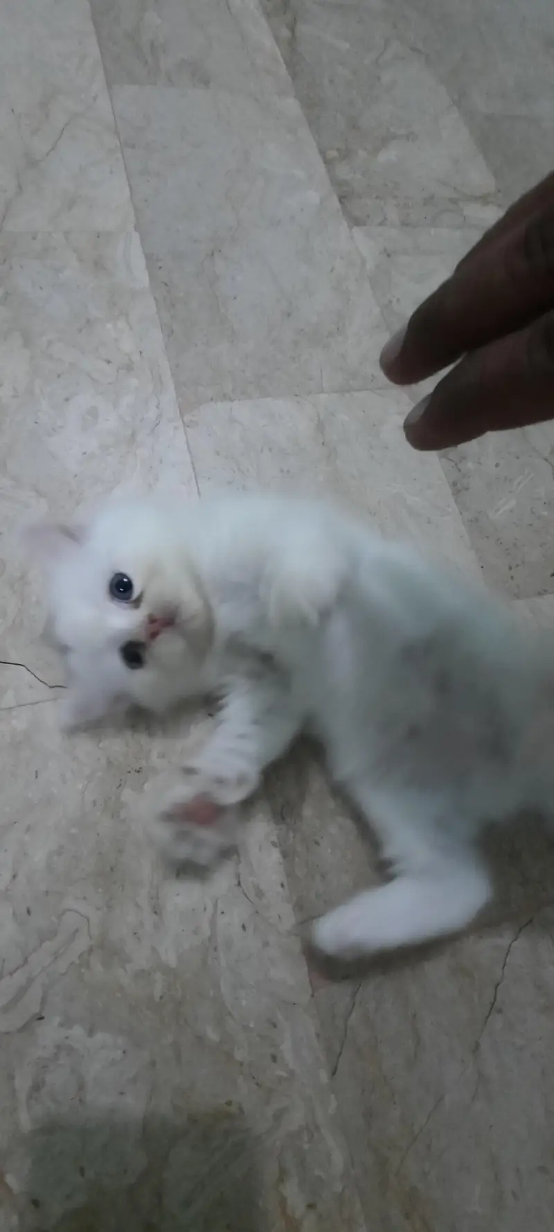 PERSIAN KITTENS FOR SALE (03102044458) — photo 6