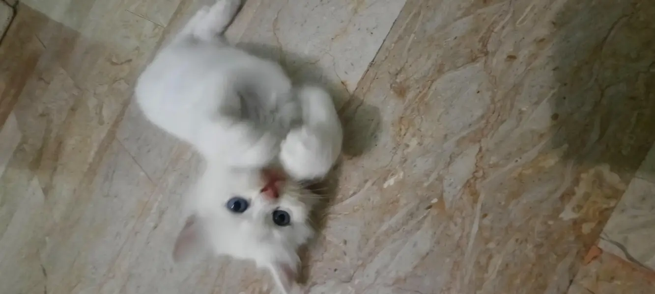 PERSIAN KITTENS FOR SALE (03102044458) — photo 7