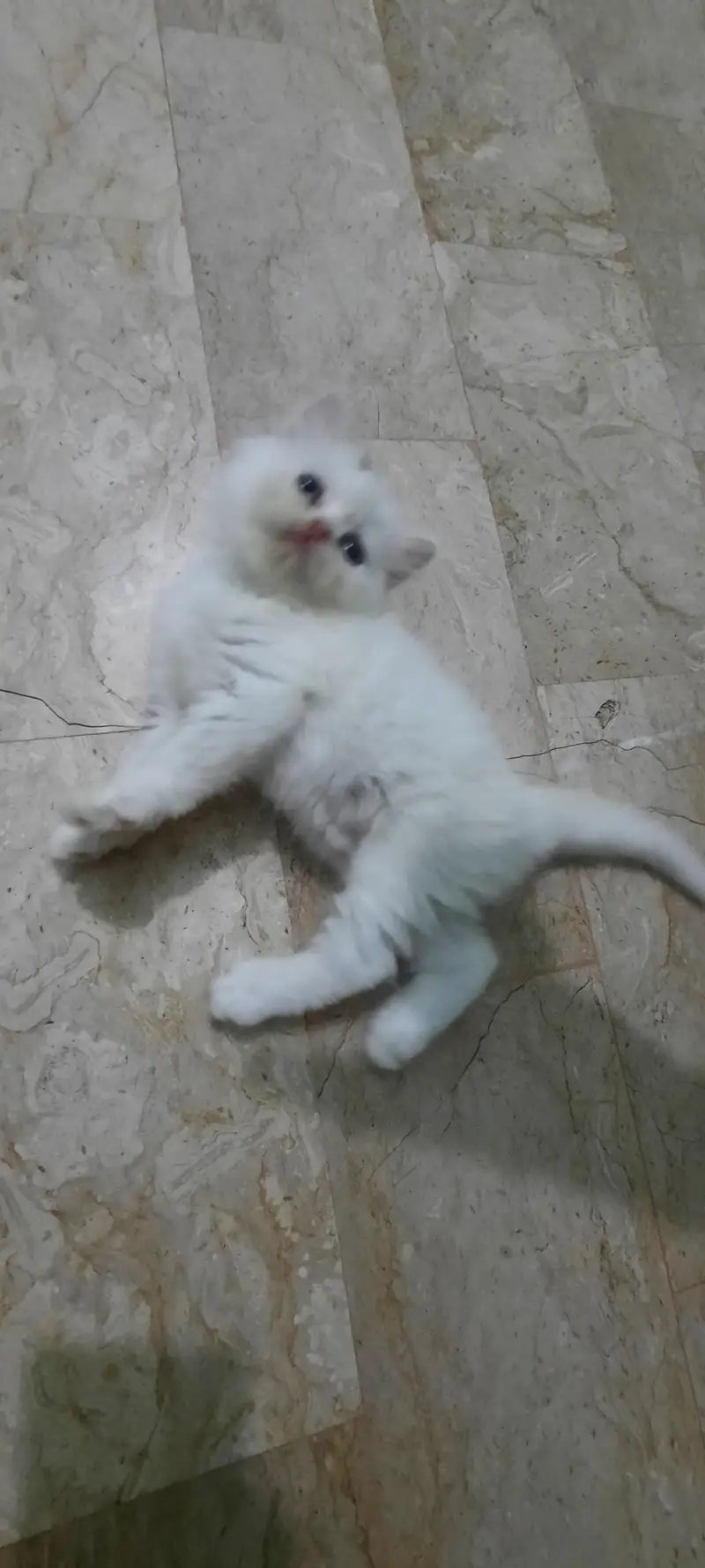 PERSIAN KITTENS FOR SALE (03102044458) — photo 8