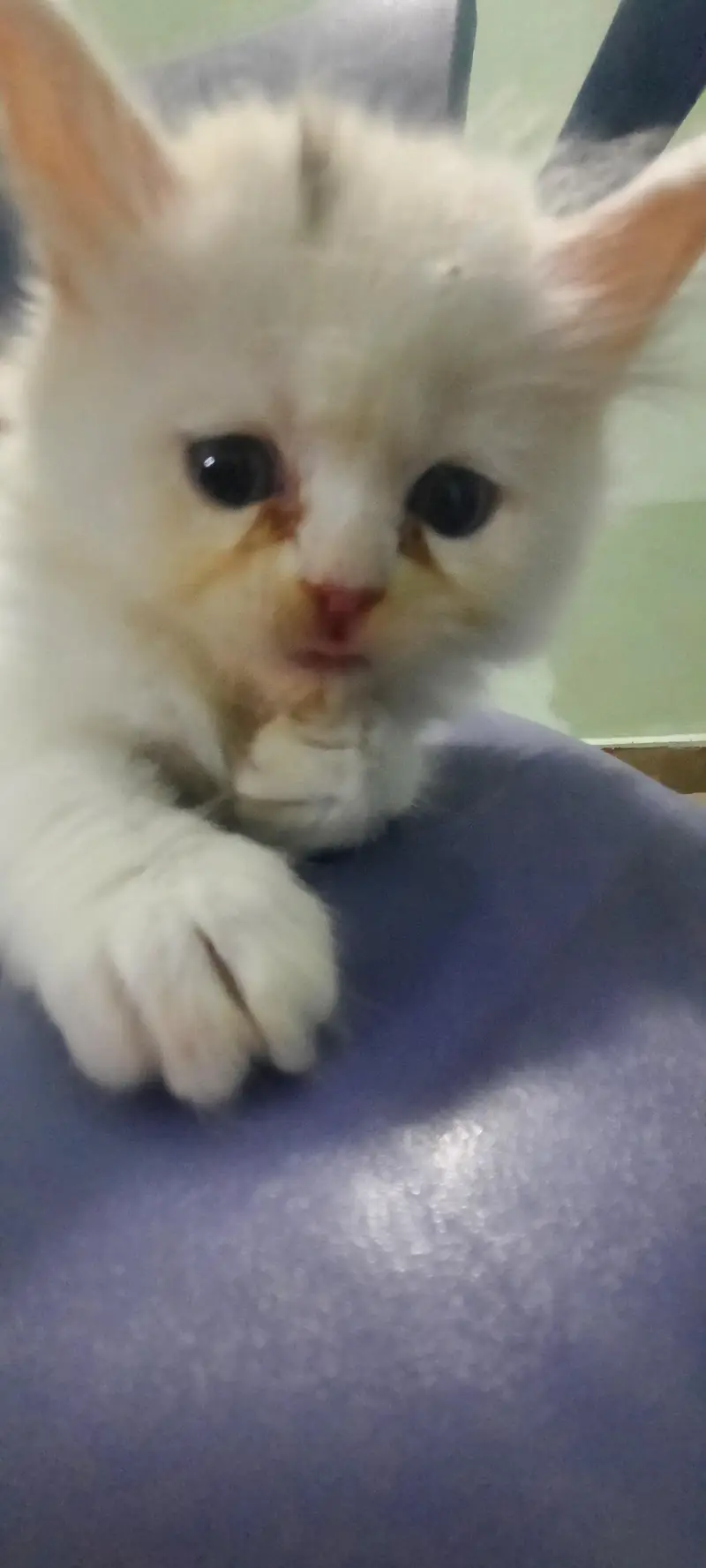 PERSIAN KITTENS FOR SALE (03102044458) — photo 9