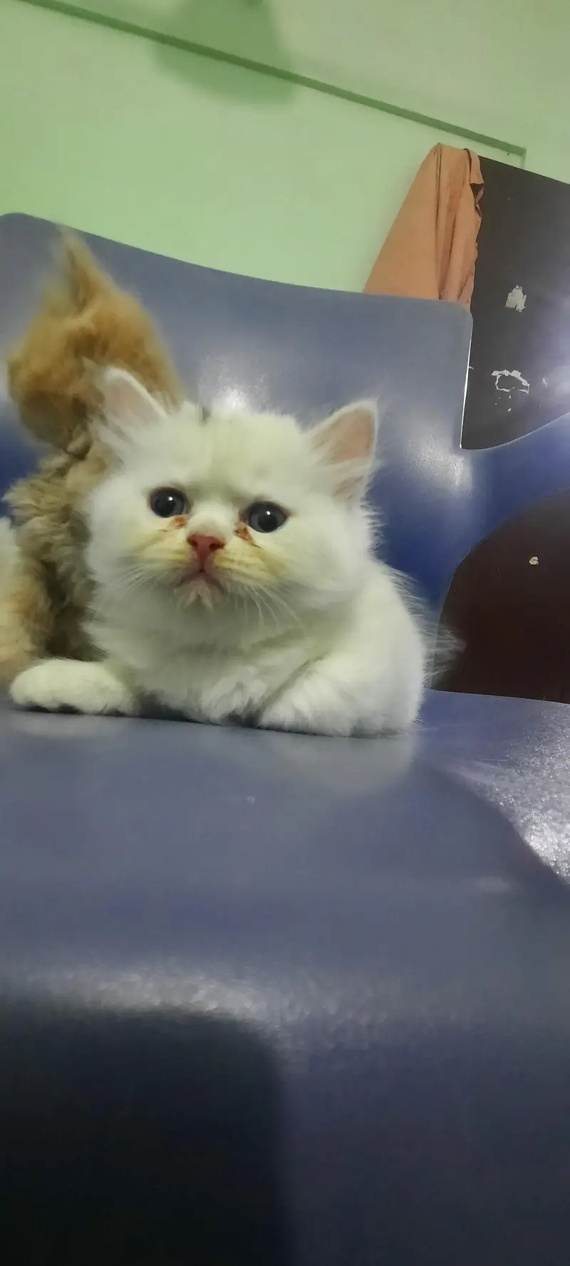 PERSIAN KITTENS FOR SALE (03102044458) — photo 10