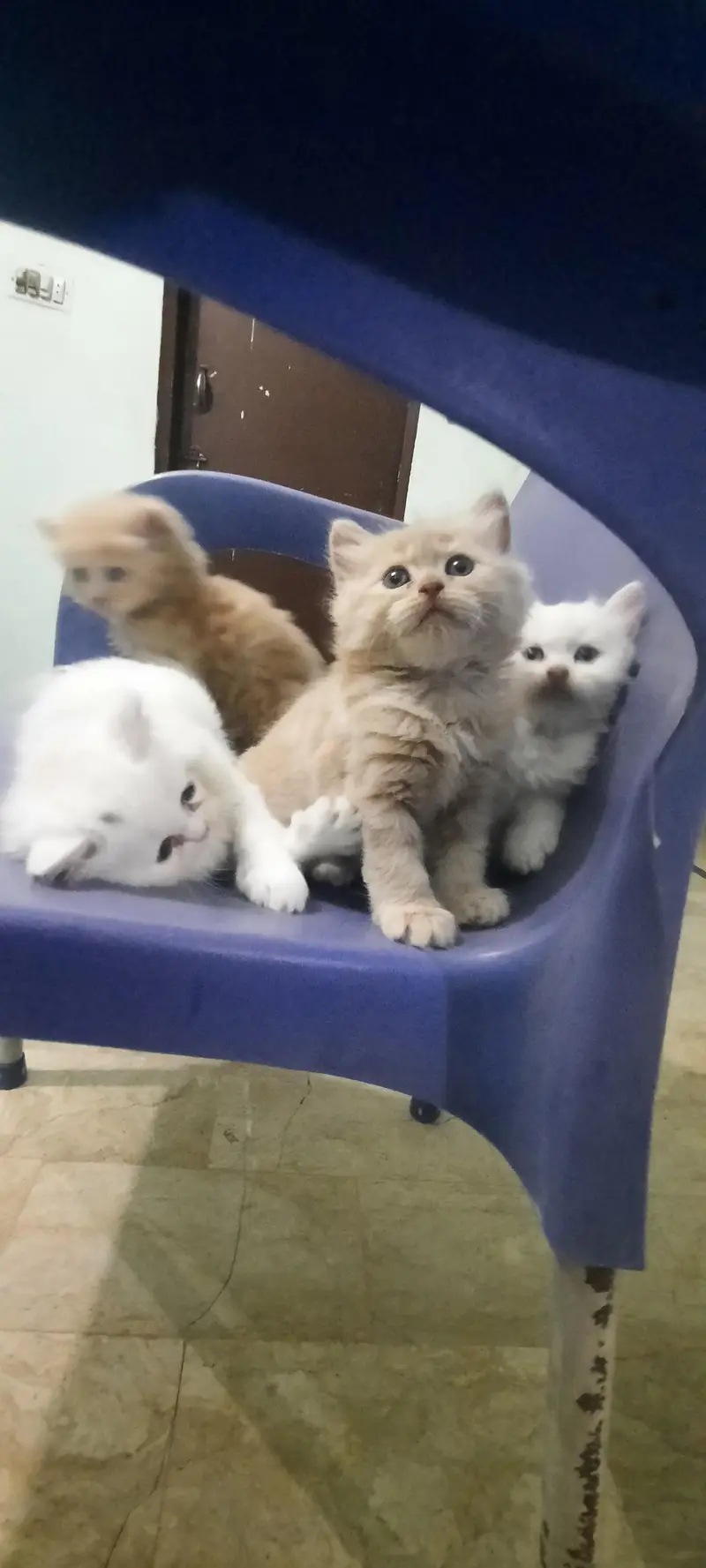 PERSIAN KITTENS FOR SALE (03102044458) — photo 11