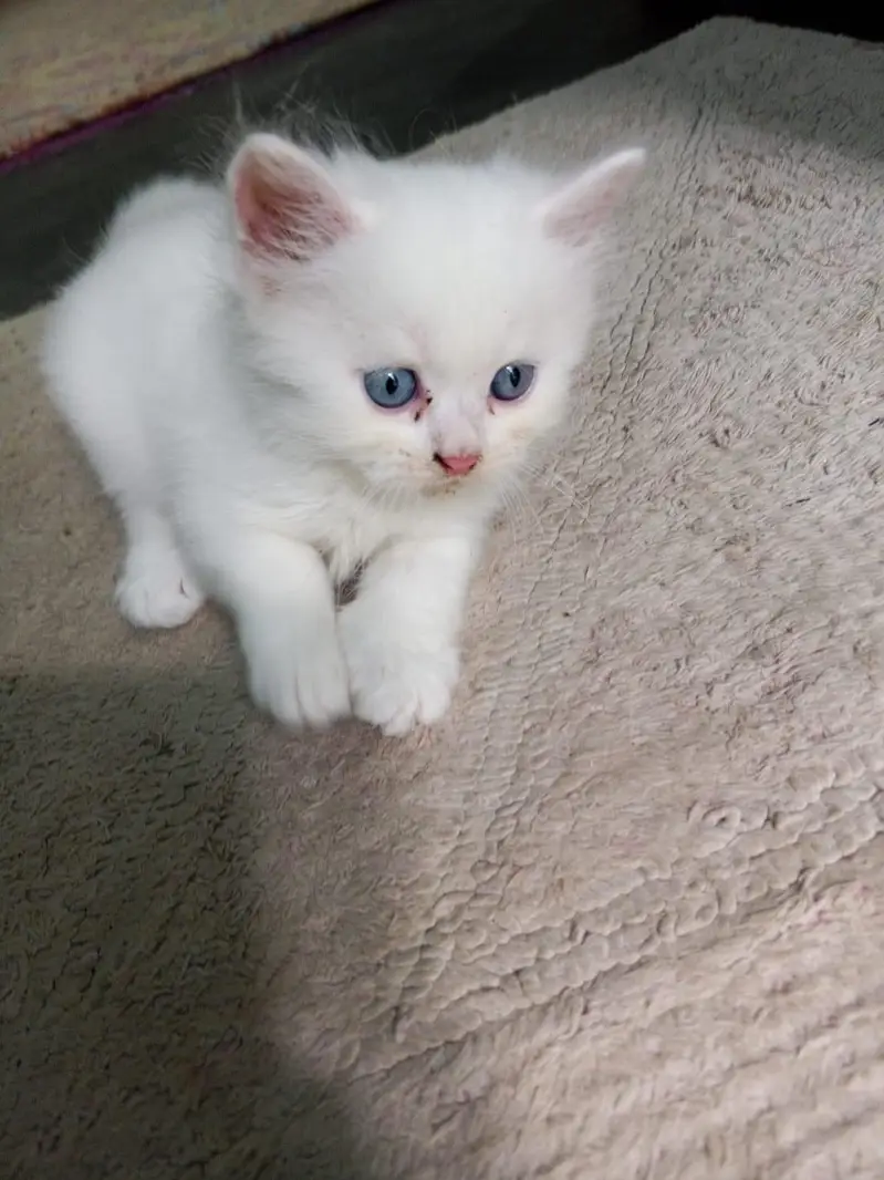 PERSIAN KITTENS FOR SALE (03102044458) — photo 12
