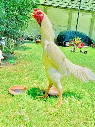 white shamo chick German king available