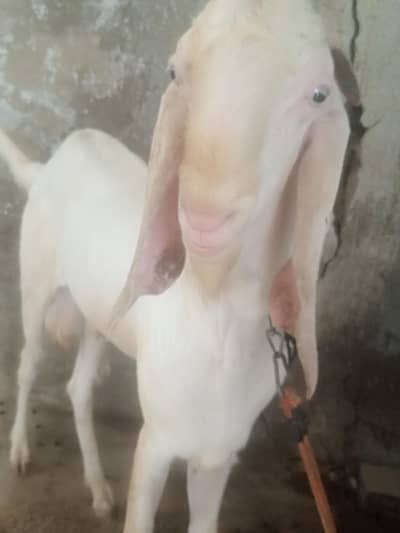 PURE RAJANPURI BREEDER BAKRA