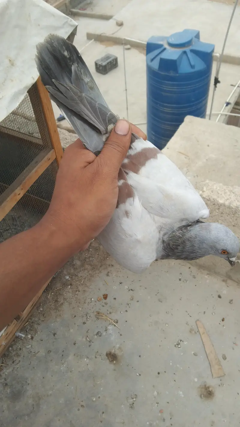 chitta labnd male — photo 2