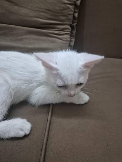 kitten for sale