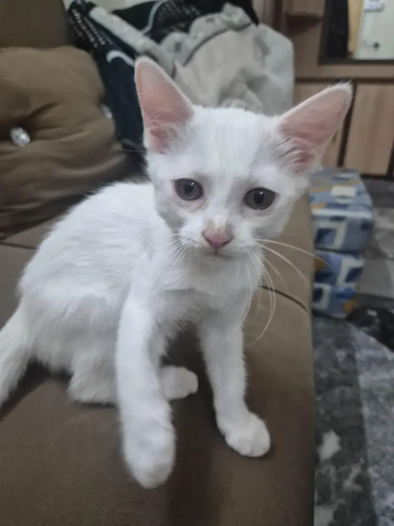 kitten for sale — photo 2