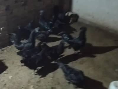 Ayam cemani