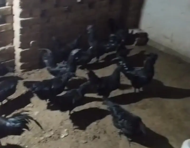 Ayam cemani — photo 3
