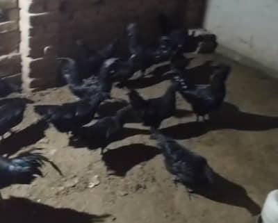 Ayam Ceman | Ayam Cemani Black Tongue | Ayam Cemani hen | murgha | egg