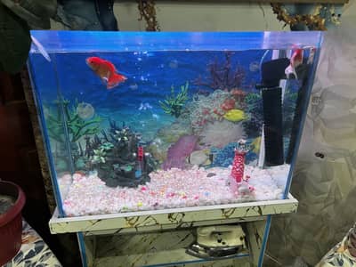 Fish aquarium all setup available filter heater all setup