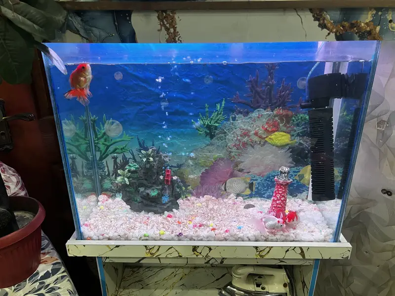 Fish aquarium all setup available filter heater all setup — photo 3