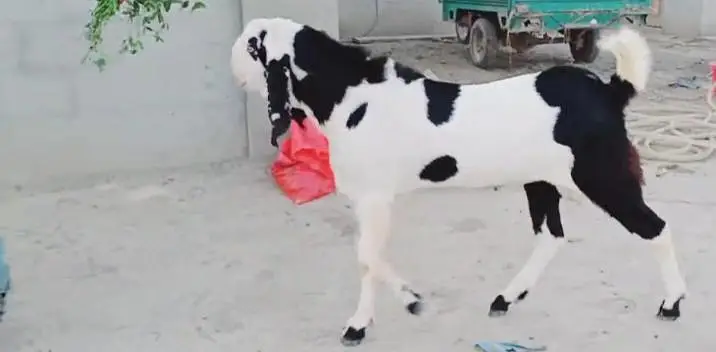 Bakra for sale call me+/0322+8067847 — photo 4