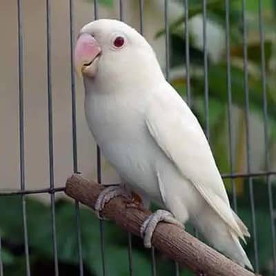 love birds breedar pairs