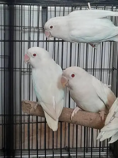 love birds breedar pairs — photo 4